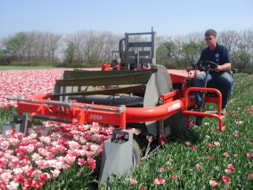 Topping Tulip Hemisphere